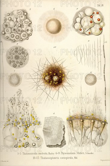 Thalassicolla Nuclea, Physematium Mulleri, Thalassoplancta Cavispicula