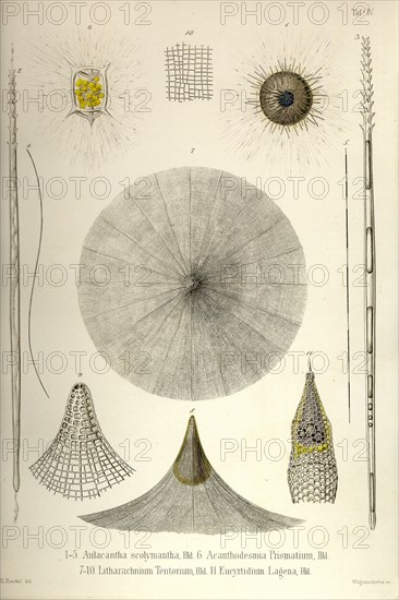 Aulacantha Scolymantha, Acanthodesmia Prismatium, Litharachnium tentorium, Eucyrtidium lagena