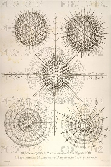 Diplosphaera gracilis, Arachnosphaera, & Aulosphaera