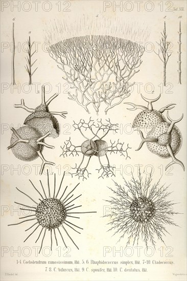 Coelodendrum Ramosissimum and others