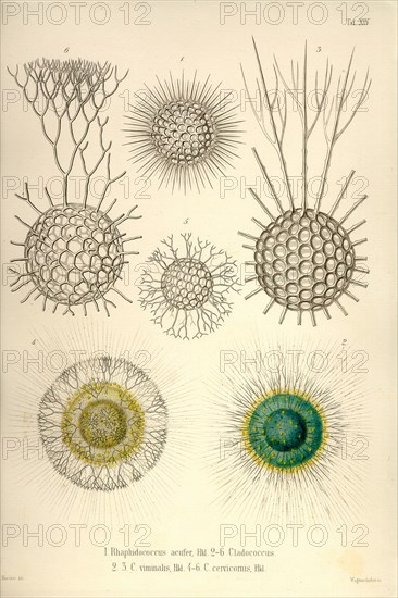 Rhaphidoccus acufer, Cladococcus, C. Viminalis, C. cervicornis