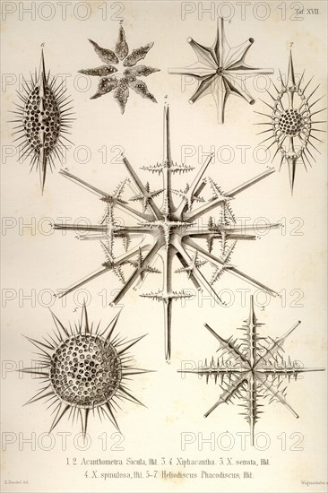 Acanthometra Sicula, Xiphacantha types and Heliodiscus Phacodiscus