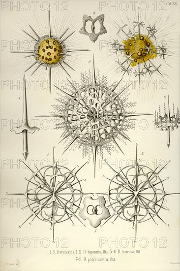 Dorataspis, D. Bipennis, D. Loricata, D. Polyancistra