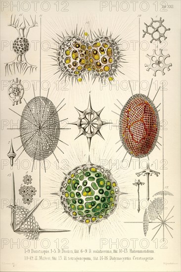 Dorataspis with Haliommatidium and Didymocyrtis Ceratospyris