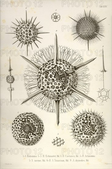 Haliomma, H. Echinaster, H. Castanea, Actinomma, A. Inerme, A. Trinacrium, A. Drymodes
