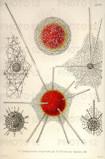 Spongospaera Streptacantha and Dictyosoma Trigonizon