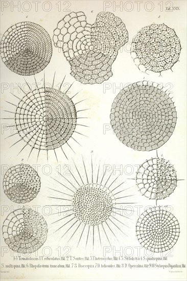 Collection of Radiolaria