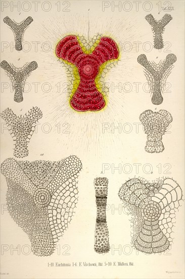 Euchitonia, E. Virchowii, & E. Midleri