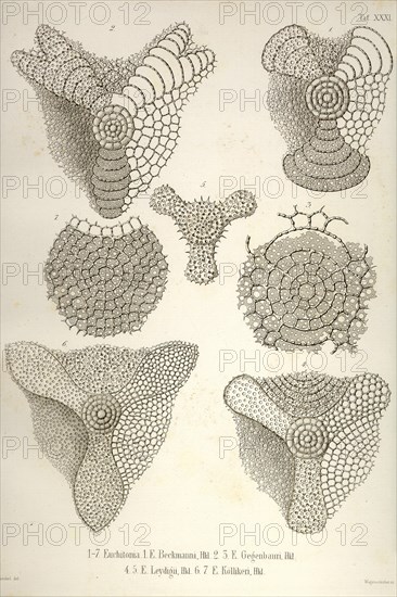 Collection of Euchitonia