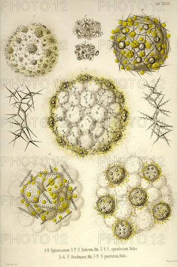 Sphaerozoum, S. Italicum, S. spinulosum, S. Ovodimare, S. punctatum