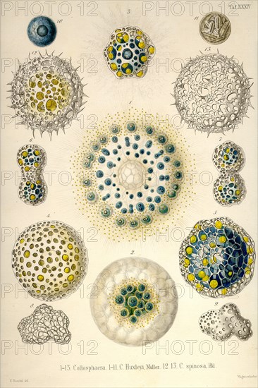 Collosphaera, C. Huxleyi, C. Spinosa