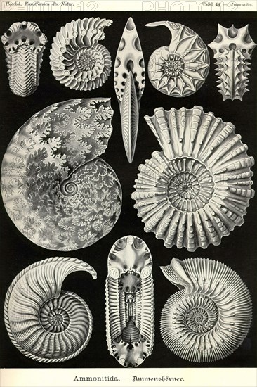 Ammonites