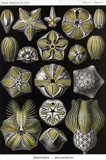 Echinoderms