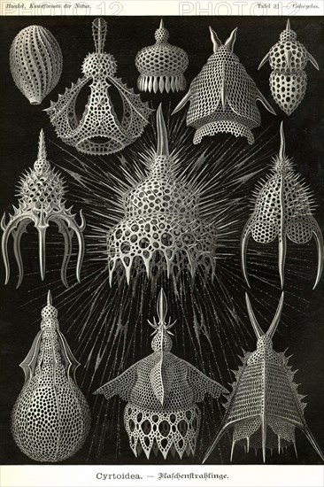 Radiolaria