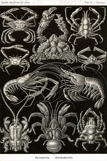 Crustaceans