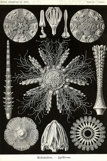 Echinoderms