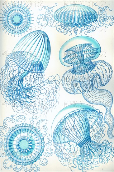 Jelly Fish