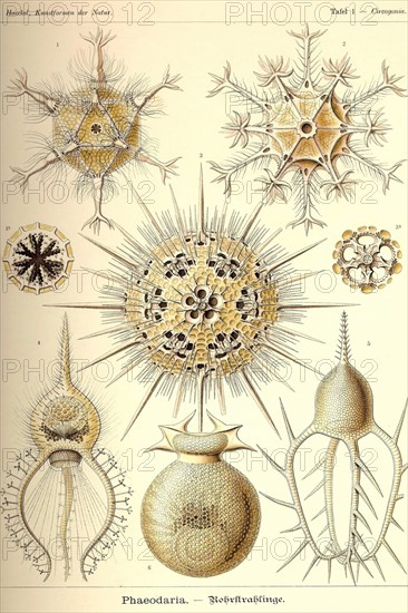 Phaeodaria radiolarians