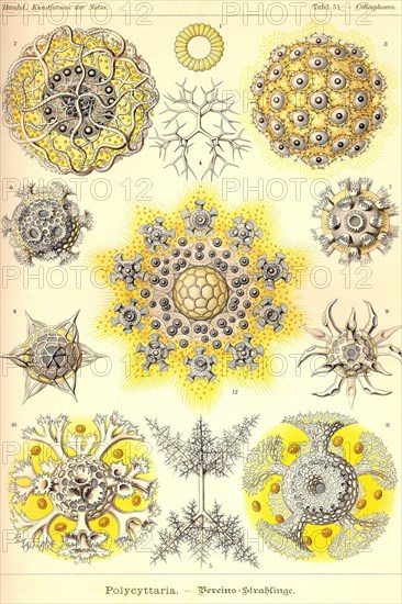 Polycytaria Radiolaria