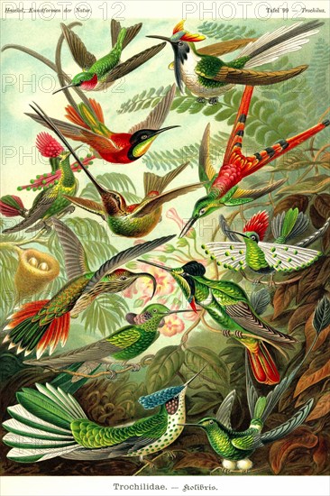 Hummingbirds