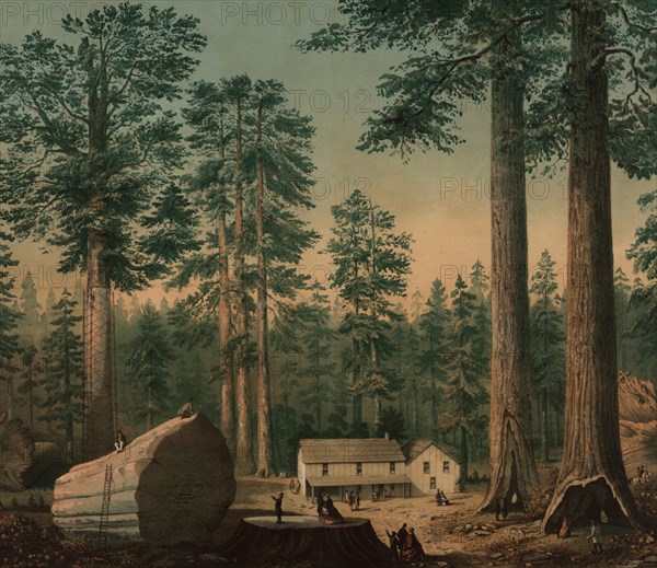 Mammoth trees (Sequoia gigantea), California (Calaveras County)