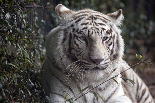 White Tiger