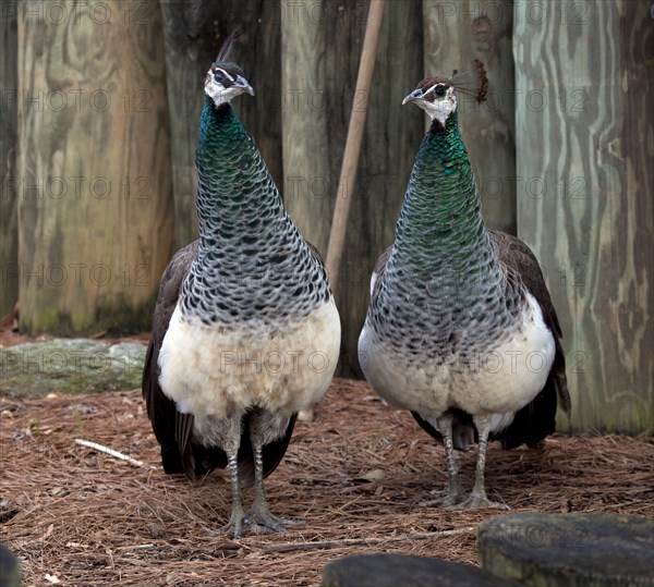 Peacocks