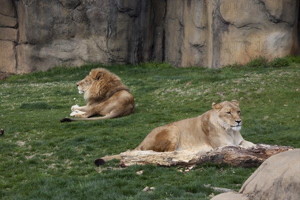 Male & Female Lion at Rest