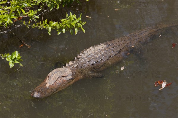 Gator Alley at the D'Olive Boardwalk Park in Daphne, Alabama