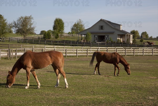 Horses Graze on Farmland in Rural Alabama