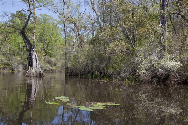 The Scenic Delta