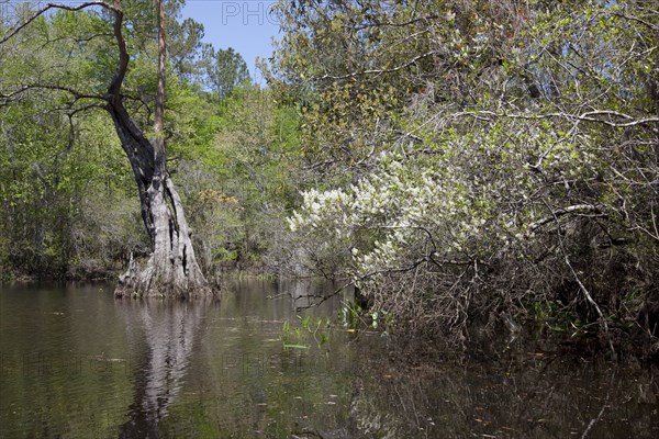 The Scenic Delta