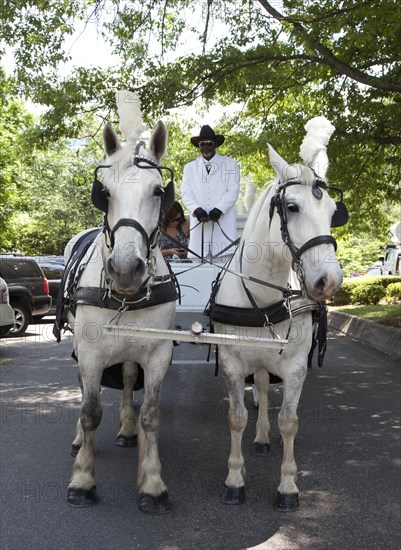 Horse Drawn Hearse for Do Dah Day