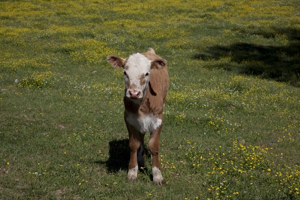 Young Calf