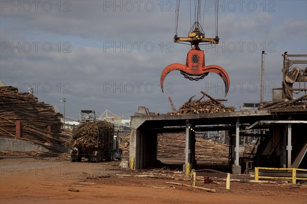 Crane Hoist Logs at Pulp Factory