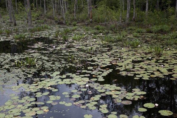 Swampland in rural Alabama