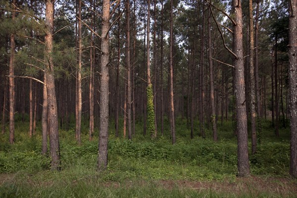 Stand of Pines