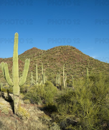 Saguaro Cactus near Tucson, Arizona
