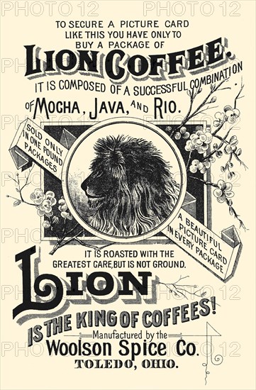 Lion is the King of Coffees!