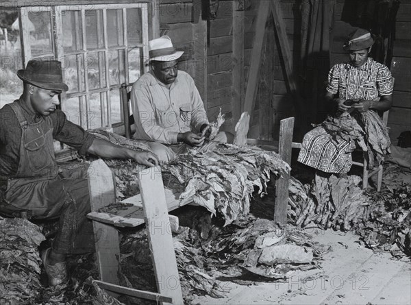 Grading tobacco in a strip house.