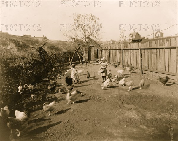 Two African American children feeding chickens in a fenced-in yard