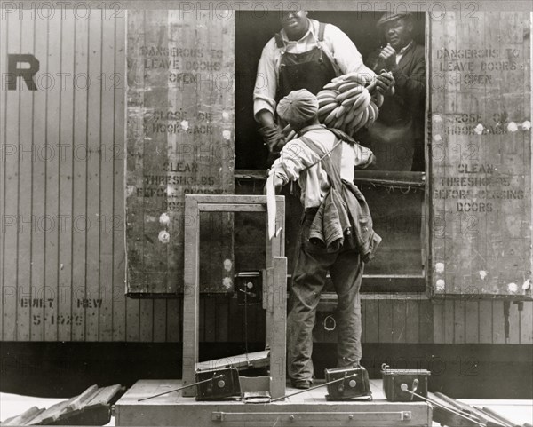 Loading bananas. Mobile, Alabama