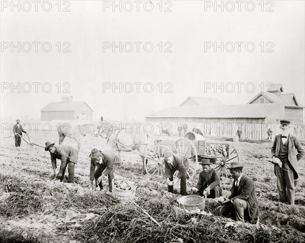 Harvesting sweet potatoes at Claflin University, Orangeburg, South Carolina