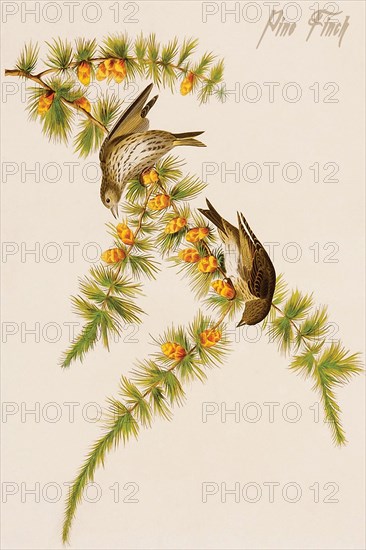 Pine Finch