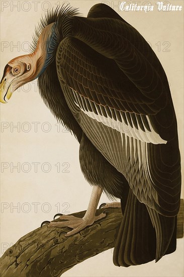 California Vulture