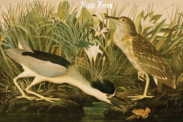 Night Heron