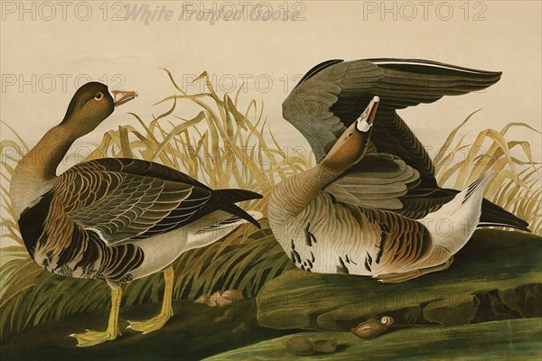 White Fronted Goose