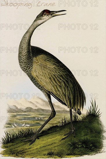 Whooping Crane