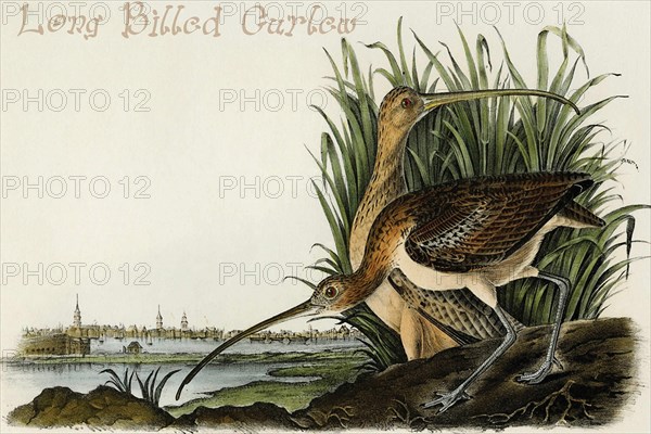 Long Billed Curlew