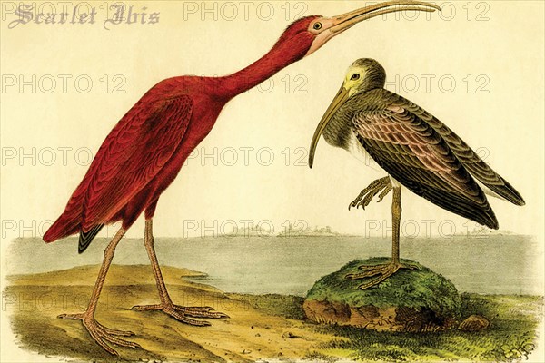 Scarlet Ibis